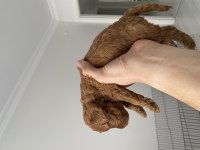 20 günlük ev doğumlu poodle