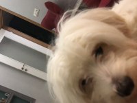 Mecburiyetten acil sahiplendirilecek köpeğimiz