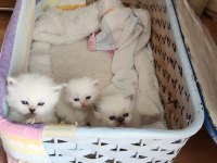 British longhair bluepoint