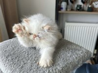 İran Persian ( SHOW KALİTE )