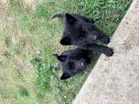Solid black alman çoban köpeği
