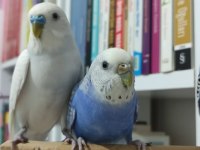 Genç Tecrübeli Muhabbet Kuşu Takım