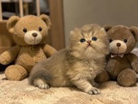 British Longhair Erkek