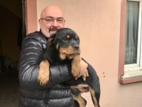 Günü gelen aşıları yapılmış erkek gibi dişi rottweiler