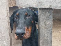 DOBERMAN DAMIZLIK DİŞİ VE ERKEK