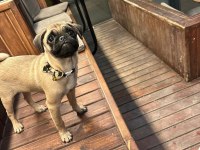 5 aylık pug mops
