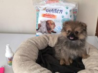 Mini Boy A Kalite Pomeranian Yavrumuz