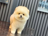 Pomeranian boo köpeği