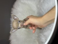 A KALİTE TEACUP VE MİCRO LİLAC ÇİKOLATA CHİHUAHUA YAVRULAR