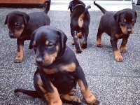 Eğitim Bakım Ve Referans Destekli Doberman