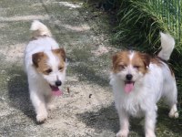 Şecereli Jack Russell Terrier