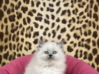 IRK VE SAĞLIK GARANTİLİ BRITISH LONGHAIR YAVRULARIM 