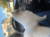 Pamuk Prenses Pomeranian