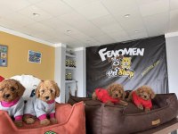 Wc Eğitimli Toy Poodle Yavrulr Ankara Mağzamzda Görün