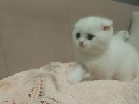 Scottish fold ve british yavrular