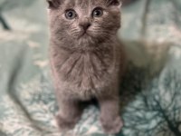 Erkek Yavru Scottish Fold