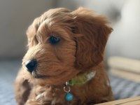 2.5 Aylık maltipoo