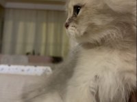 2 buçuk aylık british longhair bebeğimiz