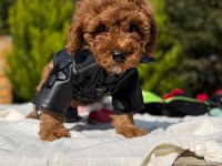 Toy poodle yavrumuz