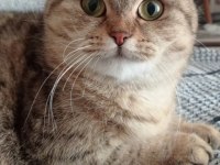 Scottish fold mama karşılığında sahiplendirmek istiyorum