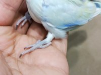 Görsel şölen turkuaz erkek cep papağanı