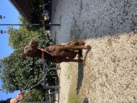 Kızıl doberman yavruları için arayın