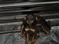Doberman Yavrularım Erkek ve Dişi