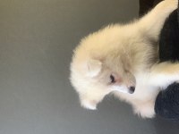 Burkem çiftliğimizden kar topu samoyed yavrularımız