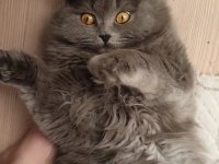 British Longhair Kedisi