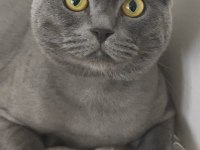Kedi cinsiyet british
