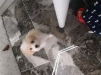 Sevimli yavru köpeğimiz