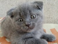 Scottish fold yavrumuza yuva arıyoruz