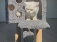 5 aylık british shorthair erkek yavru