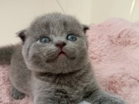 Gri Scottish Fold Yavruya Yuva