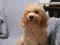 4 aylık minyatür poodle yavruları