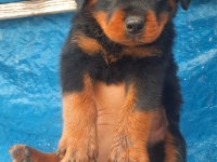 Rottweiler Dişi Erkek Mevcut Şecereli 