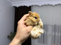 Hollanda Lop Mini Lop Cüce Tavşan Yavruları Gönderim Var