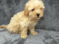 Apricot toy poodle dişi minnak, ruhsatlı çiftlik