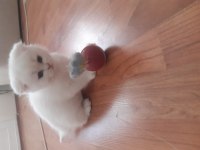 2.5 aylık dişi scottish fold