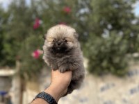 Pomeranian yavrularımız