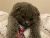 Scottish fold kedimizi sahiplendiriyoruz.