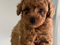 Orjinal poodle yavrular