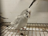 TEKSAS MUHABBET KUŞU YAVRULARI