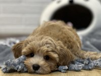 Maltipoo korekan bebekler