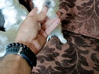 MİNİ MALTESE TERRİER YAVRULARI