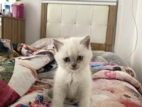Blue Point yavru british shorthair