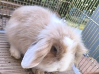 Hollanda Teddy Lop Tavşanı Dişi Ve Erkek