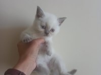 British short hair blue ve Bluepoint yavrular
