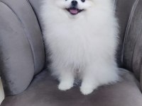 Pomeranian Boo Ayı surat Yavrular