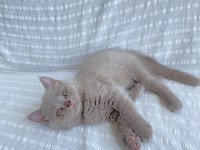 Teslime hazır british shorthair yavrular yuvasını arıyor